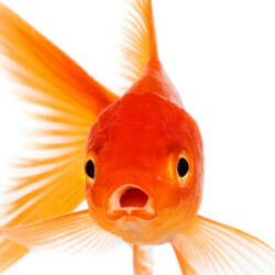 Profile picture of Charif Hassan