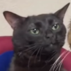 Profile picture of Raniel Ferreira